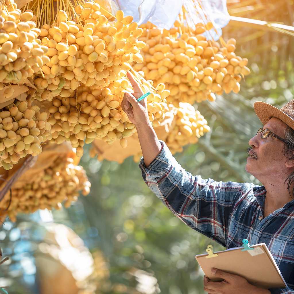 California Harvest Season is in Full Swing